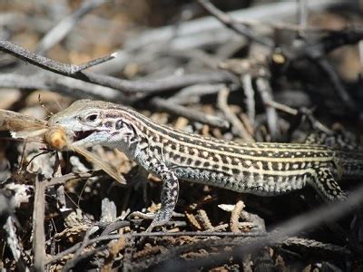 Rare female lizards are 'stress eating' during flyovers at Colorado Army base: study